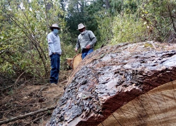 FOTO: Temática, archivo Movimiento Tipilaltepemeh